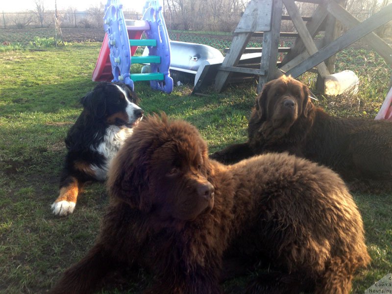 Фото: ньюфаундленд Charli The Best Helfi Pel (Чарли Де Бест Хелфи Пэл)