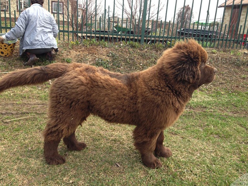 Фото: ньюфаундленд Charli The Best Helfi Pel (Чарли Де Бест Хелфи Пэл)