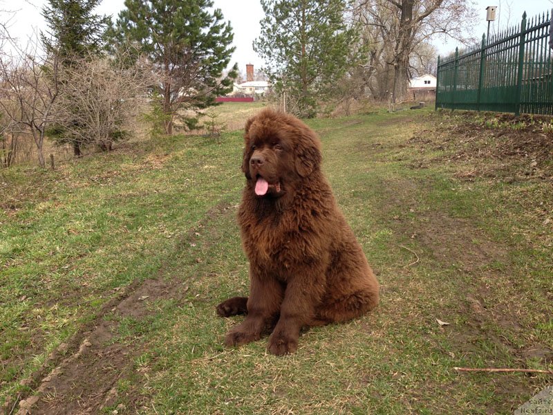 Фото: ньюфаундленд Charli The Best Helfi Pel (Чарли Де Бест Хелфи Пэл)