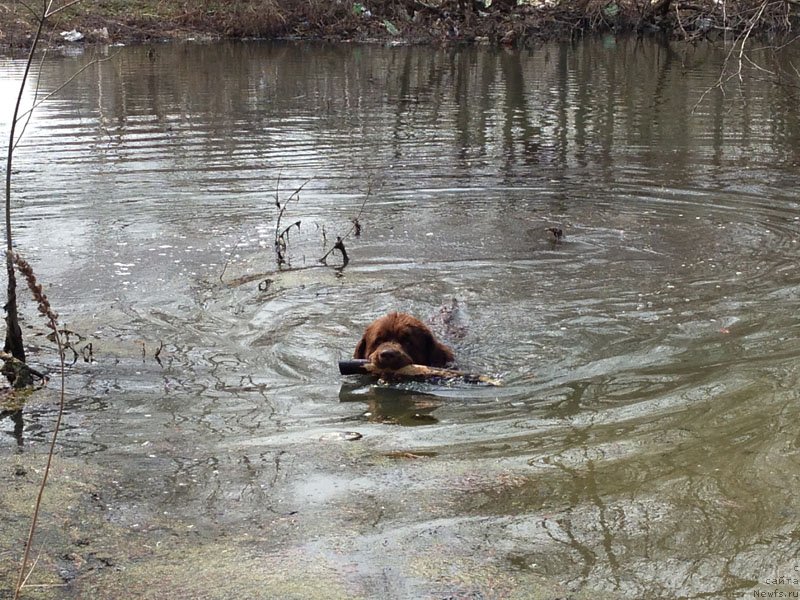 Фото: ньюфаундленд Velikiy Medved' Kameliya (Великий Медведь Камелия)