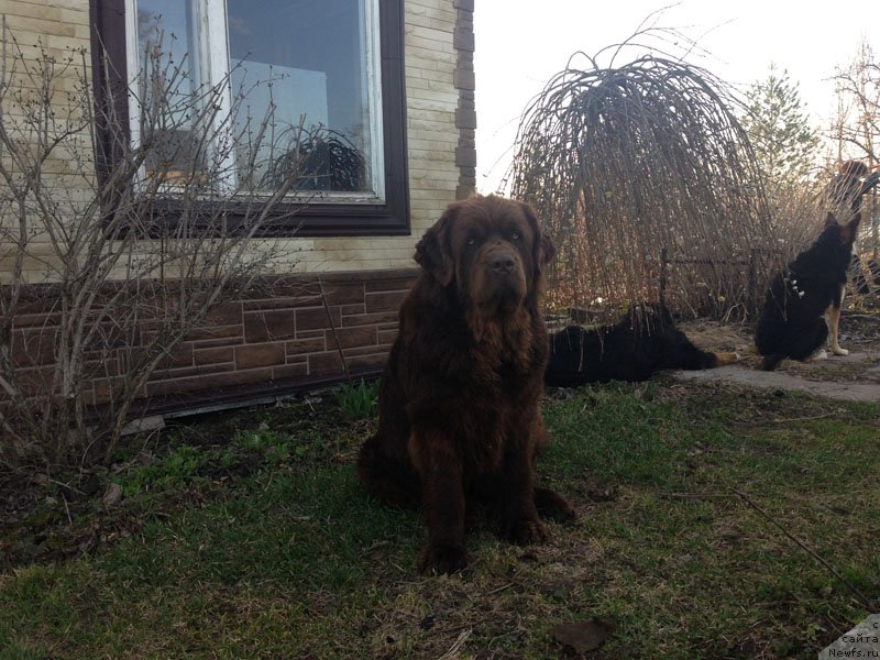 Фото: ньюфаундленд Velikiy Medved' Kameliya (Великий Медведь Камелия)