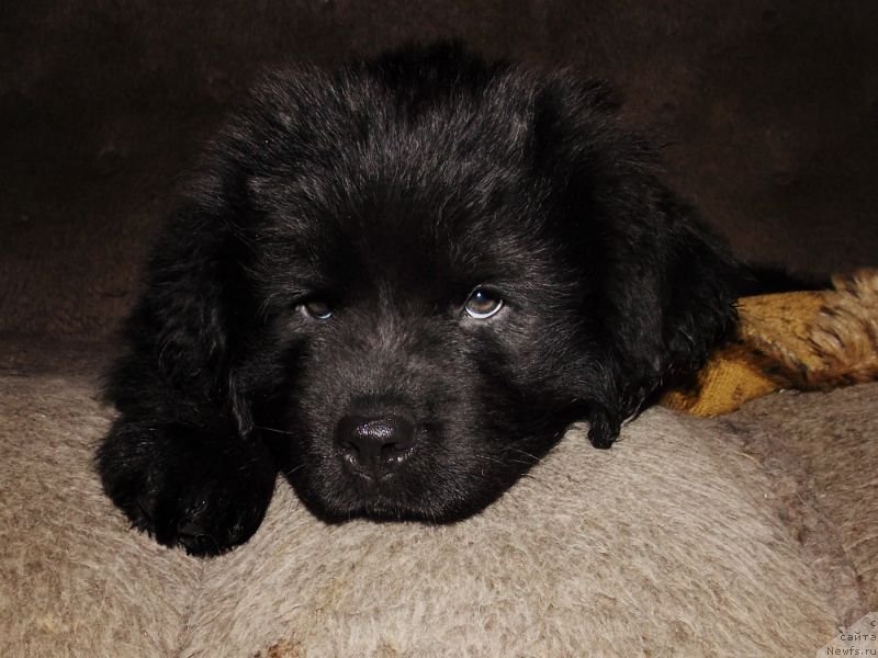 Фото: ньюфаундленд Lepestok Lilii (Лепесток Лилии)