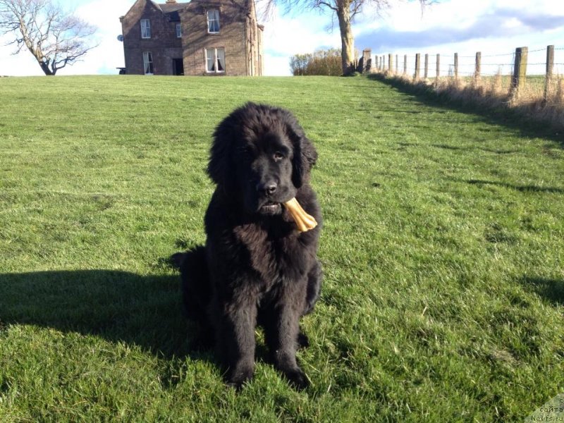 Фото: ньюфаундленд YUnivers of Myedjik (Юниверс оф Мэджик)