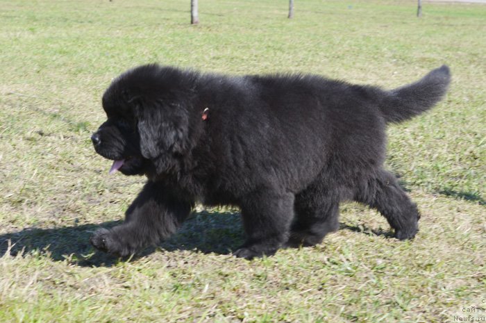 Фото: Бегущая по волнам Екстра Спешиал Едишион