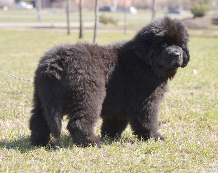Фото: ньюфаундленд Beguschaya po Volnam Ekstra Speshial Edishion (Бегущая по Волнам Екстра Спешиал Едишион)