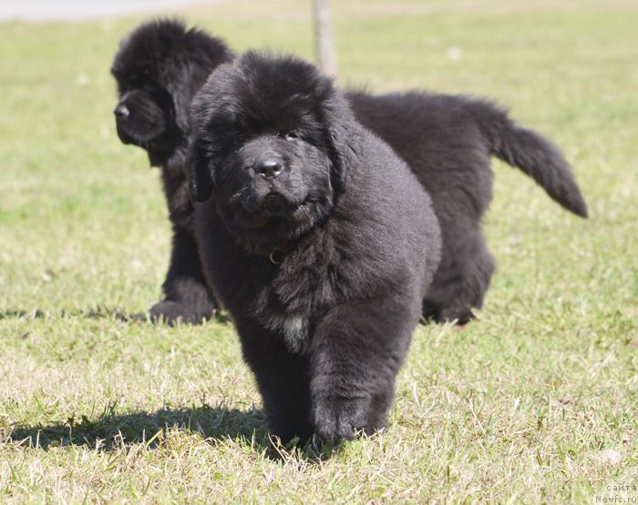 Фото: ньюфаундленд Beguschaya po Volnam Ekstra Speshial Edishion (Бегущая по Волнам Екстра Спешиал Едишион)