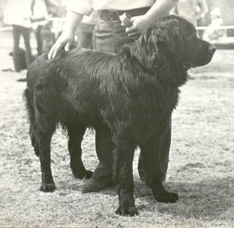 Фото: ньюфаундленд Pargo Lotbar (Парго Лотбар)