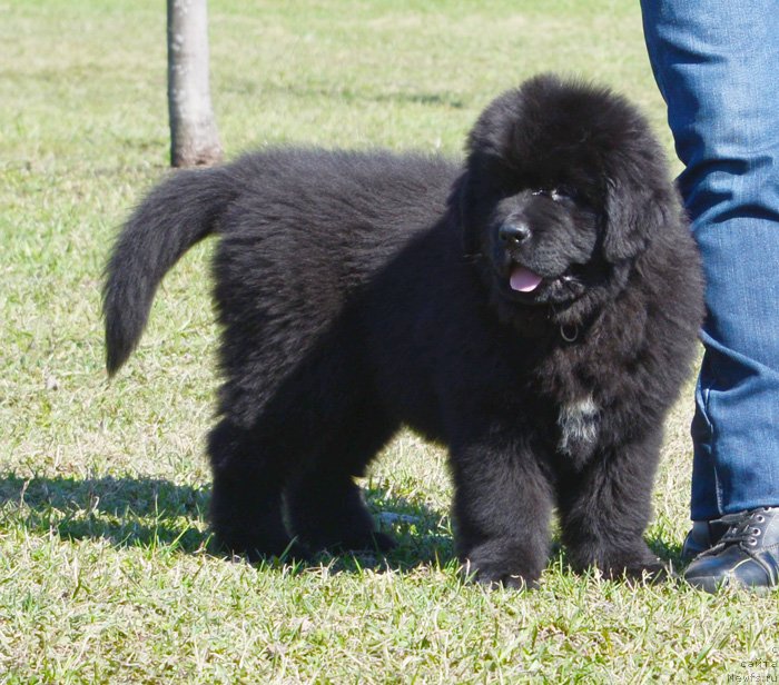 Фото: Бегущая по волнам Екстра Спешиал Едишион