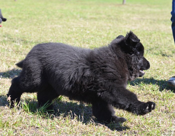 Фото: Бегущая по волнам Екстра Спешиал Едишион