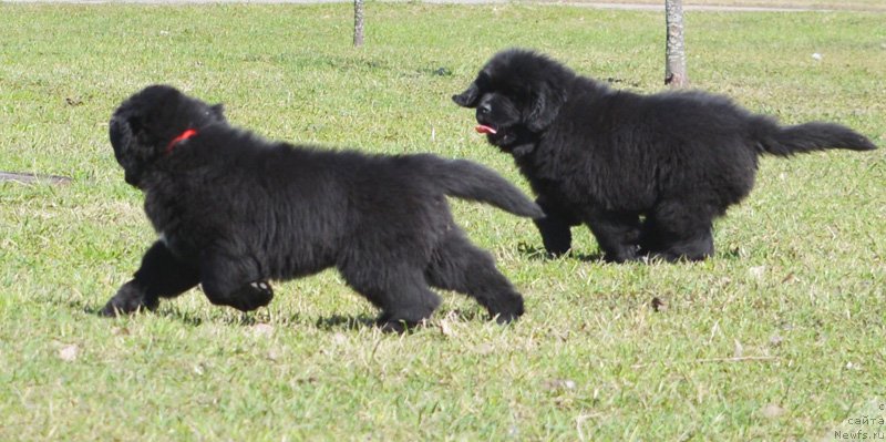 Фото: Бегущая по волнам Екстра Спешиал Едишион