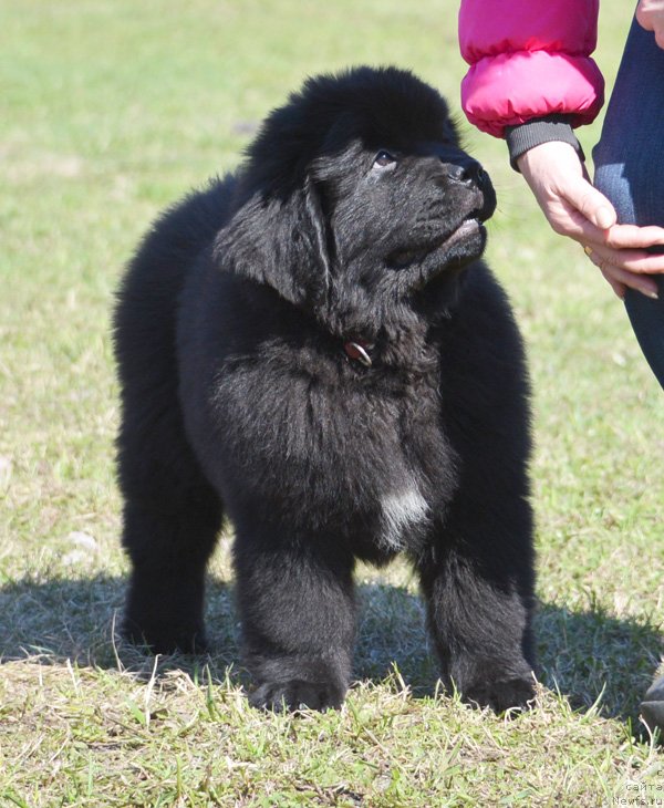 Фото: ньюфаундленд Beguschaya po Volnam Ekstra Speshial Edishion (Бегущая по Волнам Екстра Спешиал Едишион)