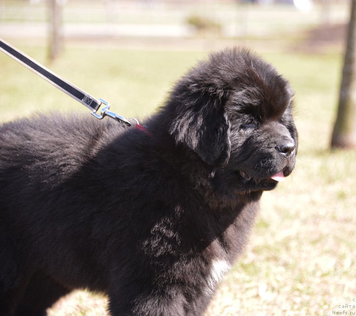 Фото: ньюфаундленд Beguschaya po Volnam Ekstra Speshial Edishion (Бегущая по Волнам Екстра Спешиал Едишион)