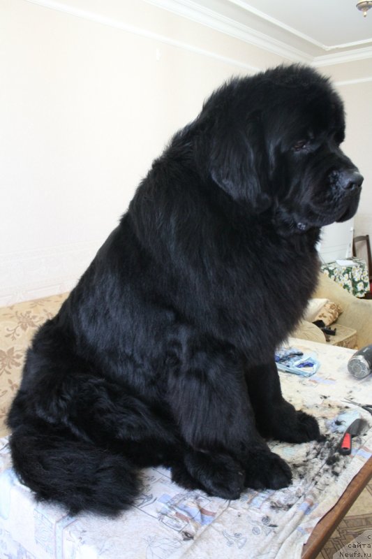 Фото: ньюфаундленд Omar SHerif (Омар Шериф)