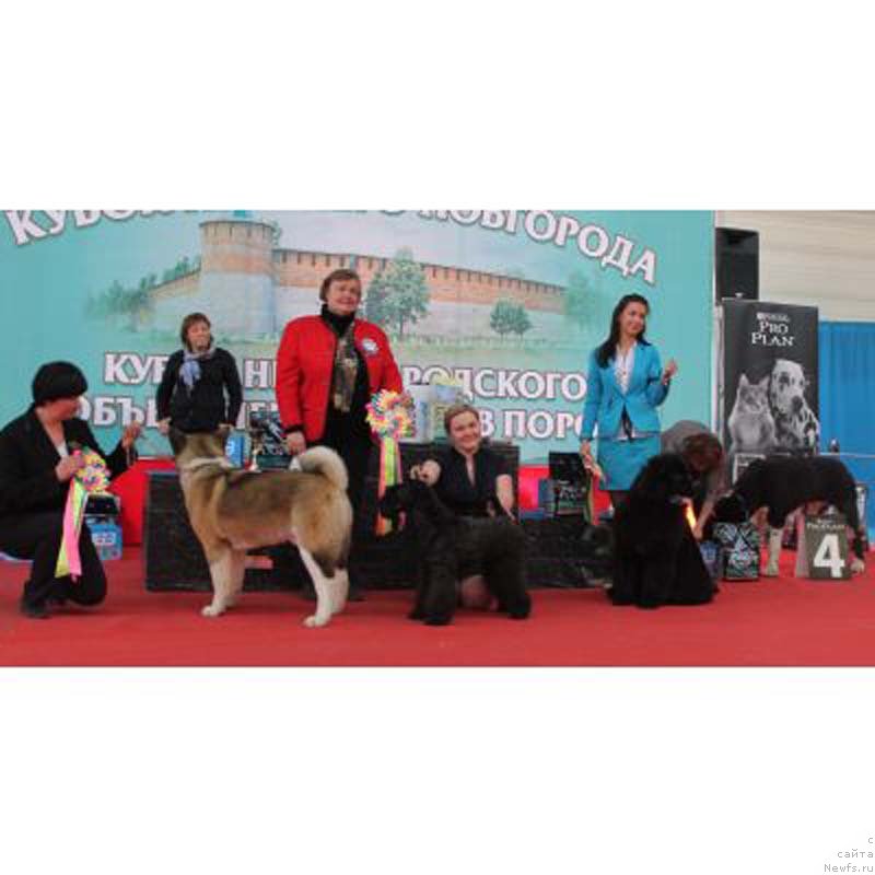 Фото: Старди Коллекшн Атаман.