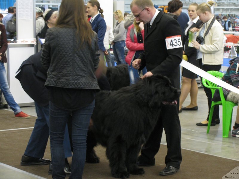 Фото: ньюфаундленд Vincent Black King Super Mishka