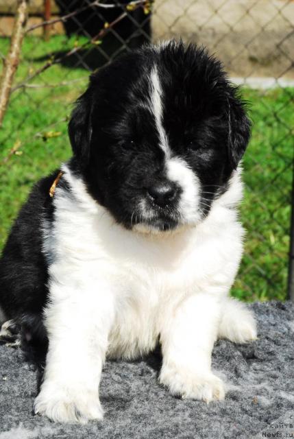 Фото: ньюфаундленд Sent Djons Peppi Dlinny Chulok (Сент Джонс Пеппи Длинный Чулок)