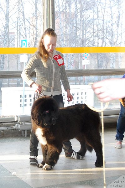 Фото: ньюфаундленд Stardi Kollekshn Baloven' (Старди Коллекшн Баловень)