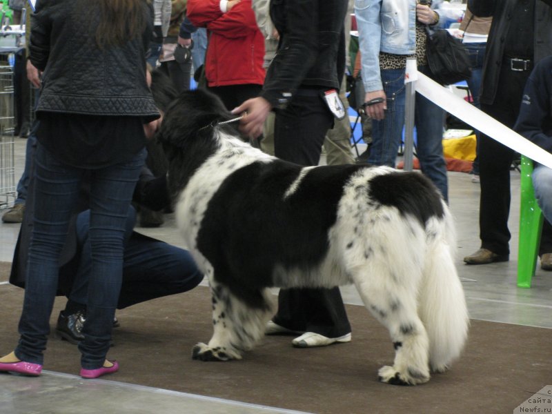 Фото: ньюфаундленд Bella Donna Barbaresco Super Mishka
