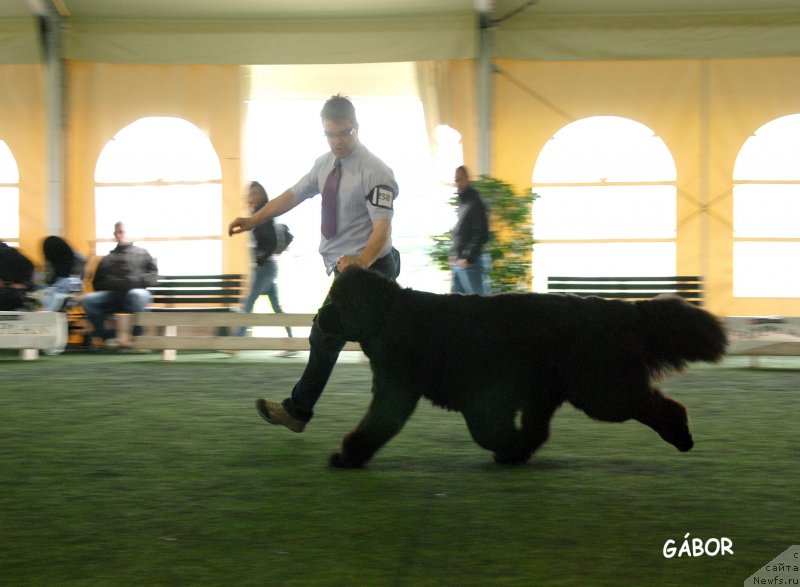 Фото: ньюфаундленд Black Clouds Criminal Minds at Stealbears