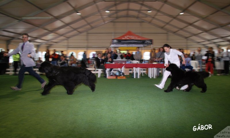 Фото: ньюфаундленд Black Clouds Criminal Minds at Stealbears, Oukaya forever drole de dame