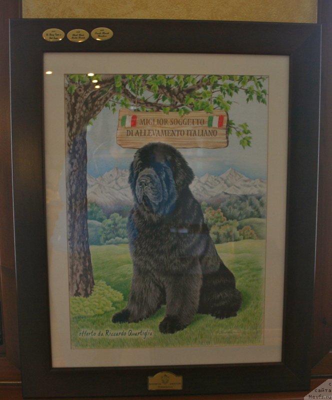 Фото: ньюфаундленд Black Clouds Criminal Minds at Stealbears