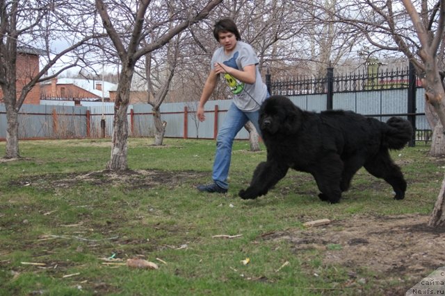 Фото: ньюфаундленд Midnight Lady's Morning Glory