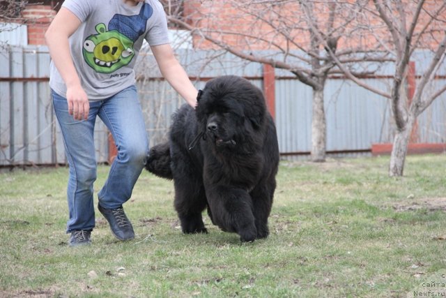 Фото: ньюфаундленд Midnight Lady's Morning Glory
