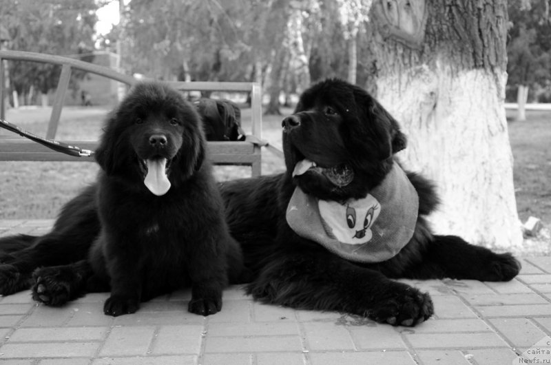 Фото: Amber Charm Impression &[d11077]