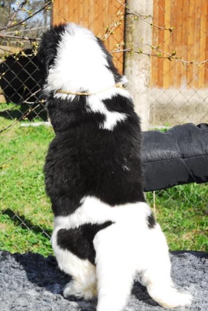 Фото: ньюфаундленд Sent Djons Peppi Dlinny Chulok (Сент Джонс Пеппи Длинный Чулок)