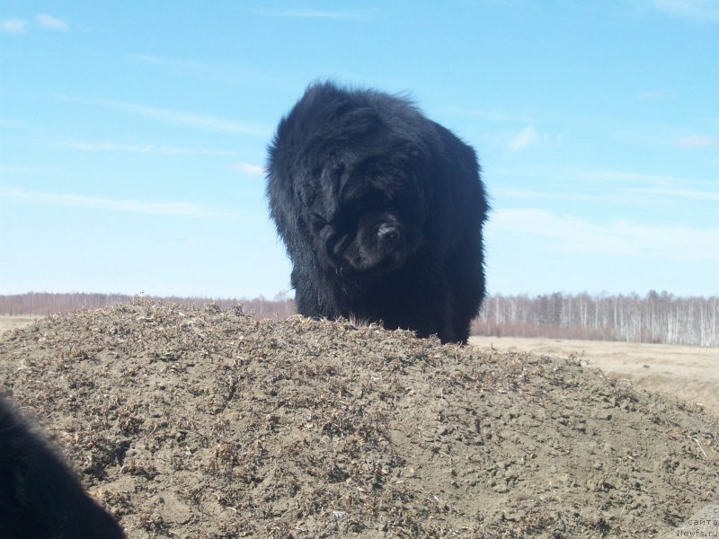 Фото: ньюфаундленд Karat iz Medvejyego Yara (Карат из Медвежьего Яра)