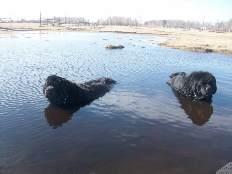 Фото: ньюфаундленд Karat iz Medvejyego Yara (Карат из Медвежьего Яра), ньюфаундленд Yarada iz Sibirskoy Glubinki (Ярада из Сибирской Глубинки)