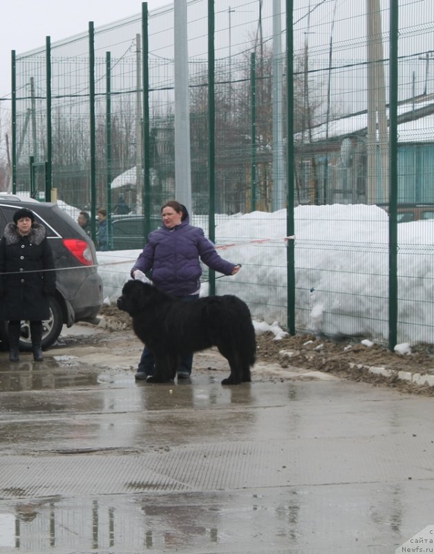 Фото: ньюфаундленд Omar SHerif (Омар Шериф), Lyudmila Ovsyannikova (Людмила Овсянникова)