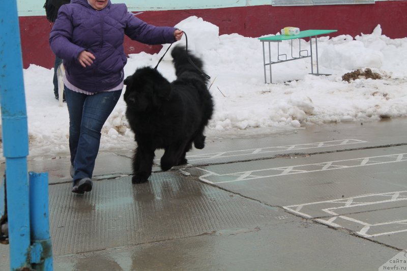 Фото: ньюфаундленд Omar SHerif (Омар Шериф)