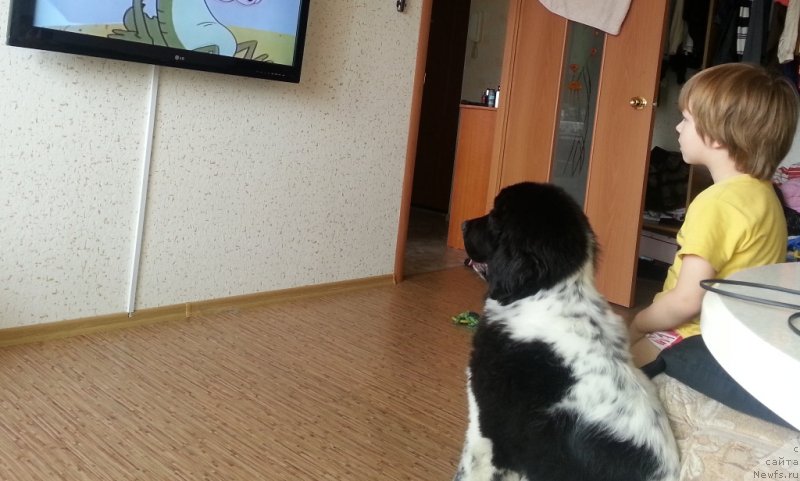 Фото: ньюфаундленд Sent Djons Donna Summer (Сент Джонс Донна Саммер)