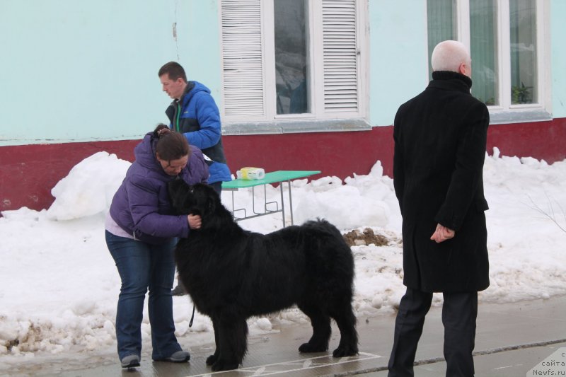 Фото: ньюфаундленд Omar SHerif (Омар Шериф), Lyudmila Ovsyannikova (Людмила Овсянникова)