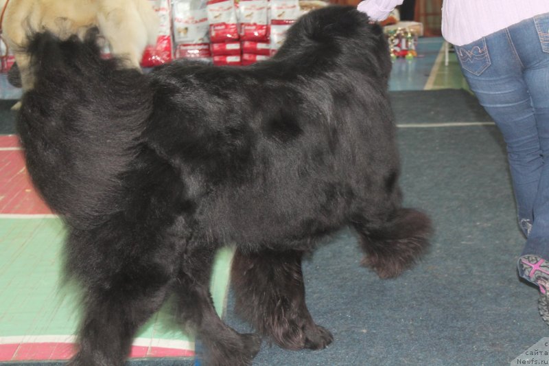 Фото: ньюфаундленд Omar SHerif (Омар Шериф)