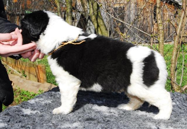 Фото: ньюфаундленд Sent Djons Peppi Dlinny Chulok (Сент Джонс Пеппи Длинный Чулок)