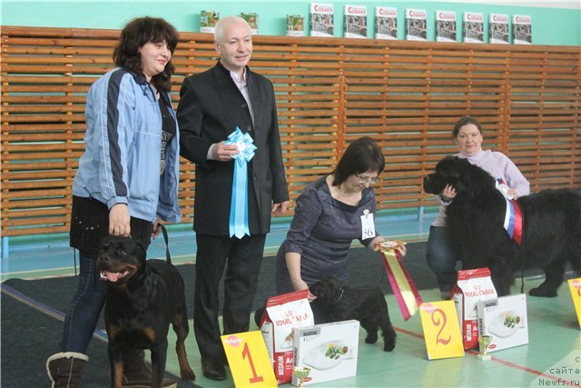 Фото: ньюфаундленд Omar SHerif (Омар Шериф)