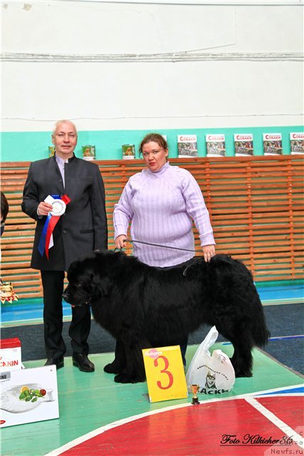 Фото: ньюфаундленд Omar SHerif (Омар Шериф), Lyudmila Ovsyannikova (Людмила Овсянникова), эксперт Пермяков М.Ю.