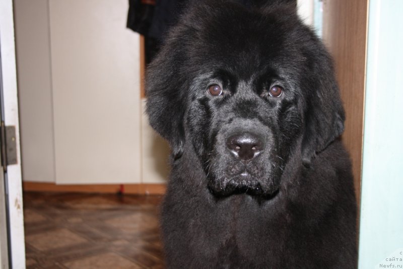 Фото: ньюфаундленд YU Belong Tu Mi (Ю Белонг Ту Ми)