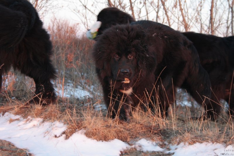 Фото: ньюфаундленд YU Belong Tu Mi (Ю Белонг Ту Ми)