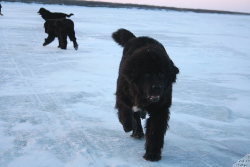 Фото: ньюфаундленд YU Belong Tu Mi (Ю Белонг Ту Ми)