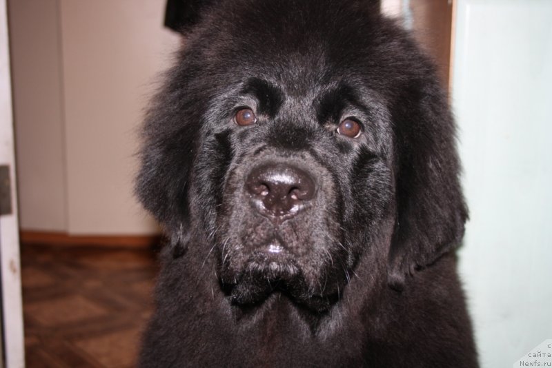 Фото: ньюфаундленд YU Belong Tu Mi (Ю Белонг Ту Ми)