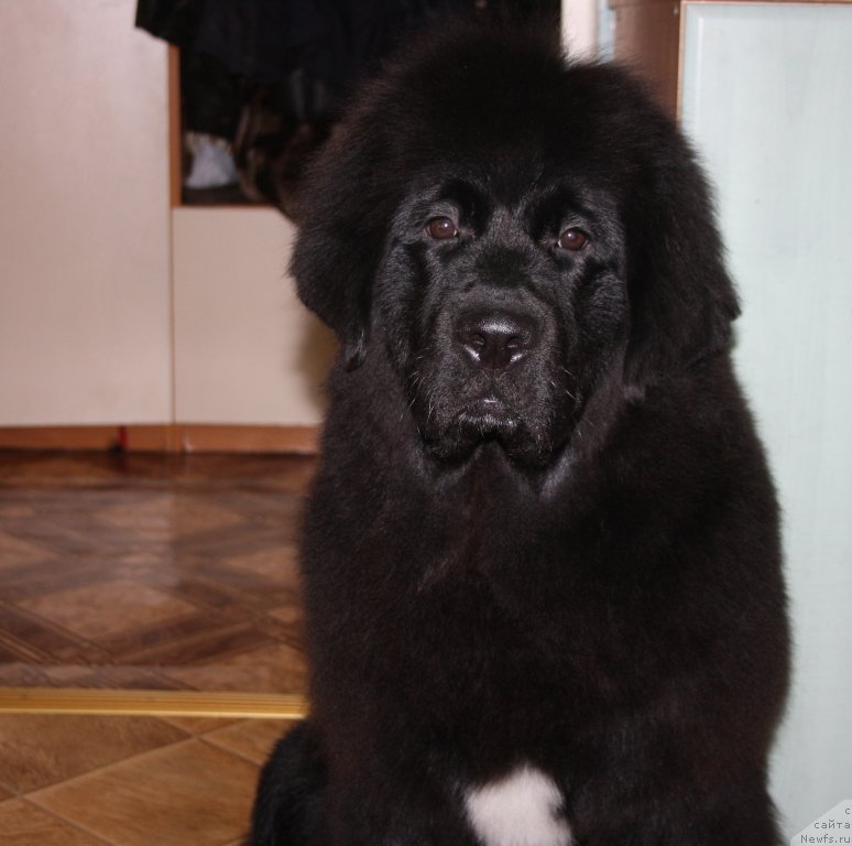 Фото: ньюфаундленд YU Belong Tu Mi (Ю Белонг Ту Ми)