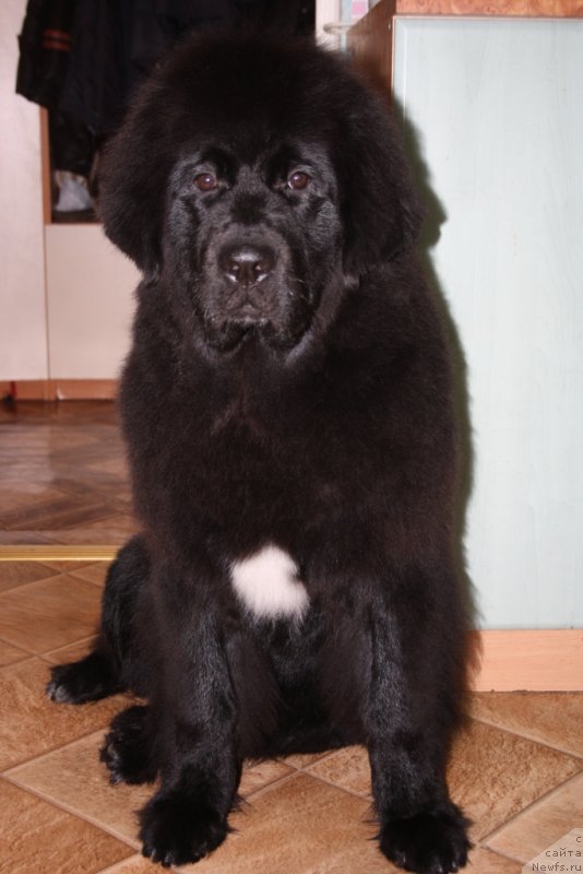 Фото: ньюфаундленд YU Belong Tu Mi (Ю Белонг Ту Ми)