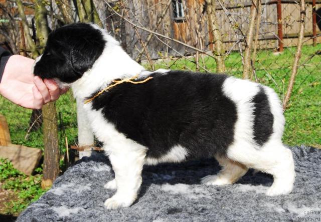 Фото: ньюфаундленд Sent Djons Peppi Dlinny Chulok (Сент Джонс Пеппи Длинный Чулок)