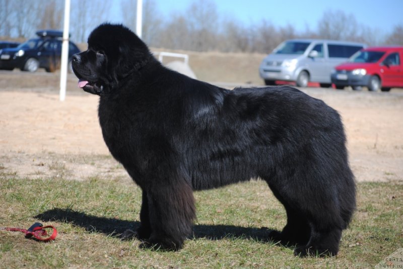 Фото: ньюфаундленд Zvezdnij Dar Agassi (Звездный Дар Агасси)