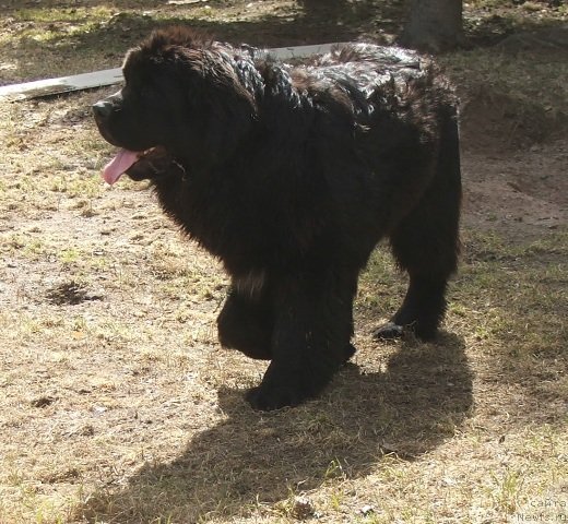Фото: ньюфаундленд Plushevaya Panda Cheri Suisse (Плюшевая Панда Чери Свис)