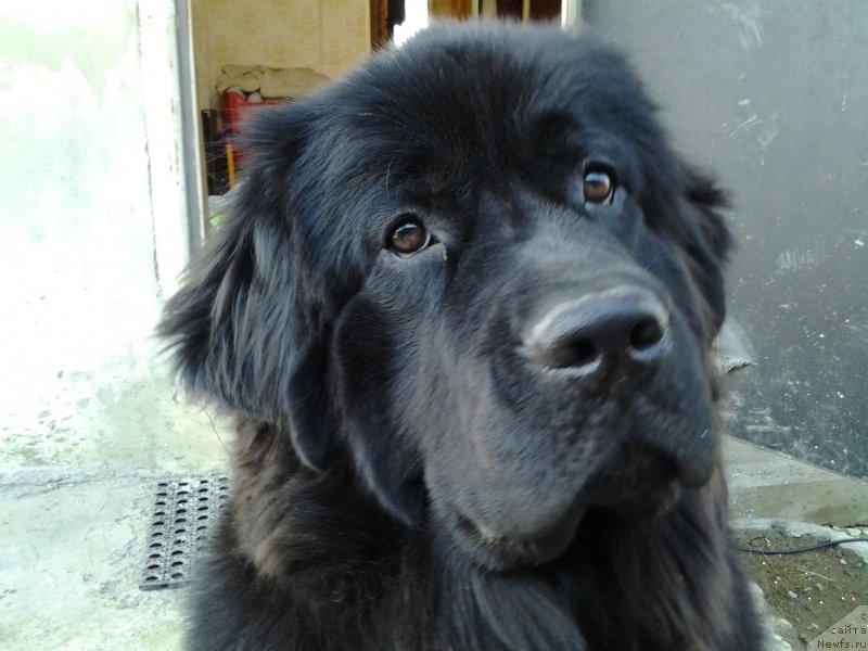 Фото: ньюфаундленд Van Len Taym Ornetta (Ван Лен Тайм Орнетта)