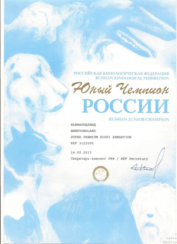 Фото: ньюфаундленд Super Premium Zippi Senseyshen (Супер Премиум Зиппи Сенсейшен)